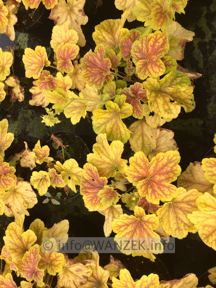 Heuchera Hybride Dew Drops 01.JPG